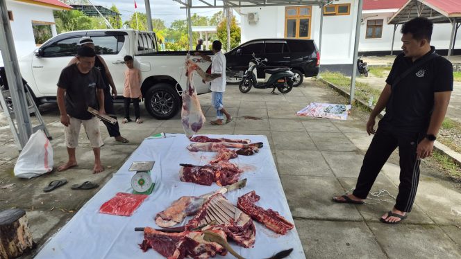 
					Momentum Idul Adha 1447 H, Kejari Buru bersama insan pers gelar kurban sapi