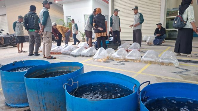 
					Wajah Baru Pasar Benih Ikan Ciseeng Bikin Pedagang dan Pembeli Makin Nyaman, Ada Apa?